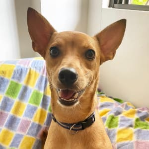 Picture of Asher