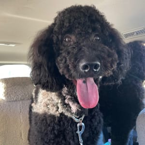 Picture of Frankie