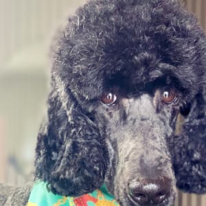 Picture of Evie