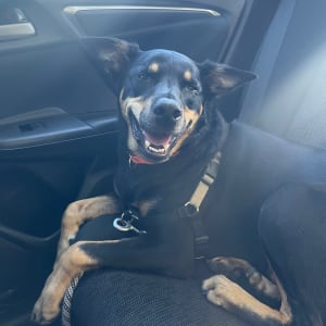 Picture of Benji