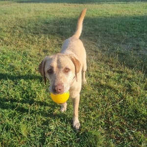 Picture of Willow