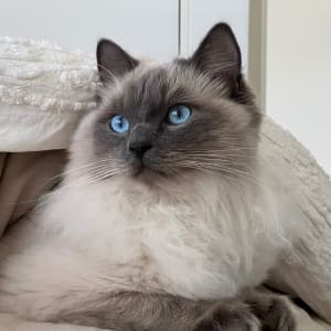 Picture of Max