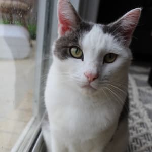 Picture of Toby
