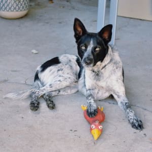 Picture of Archie