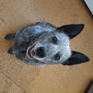 Picture of Tillie