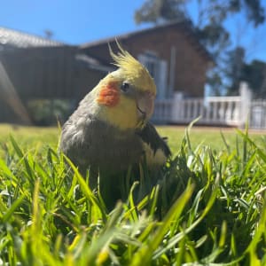 Picture of Pip