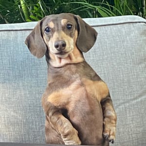 Picture of Pikelet