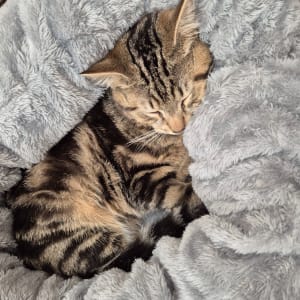 Picture of Dominic