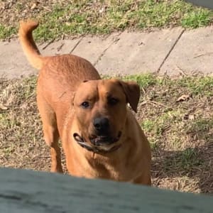 Picture of Banjo