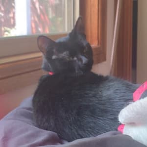 Picture of Doja