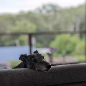 Picture of Lucy