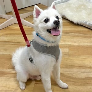 Picture of Rocky