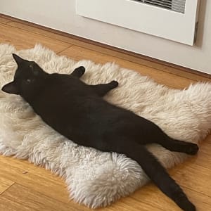 Picture of Thumbelina aka Little