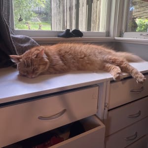 Picture of Garfield