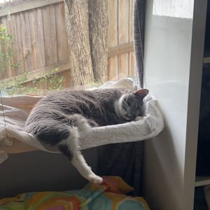 Picture of Bliss