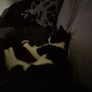 Picture of Luna