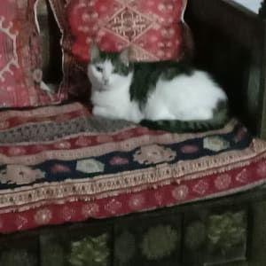 Picture of Candy