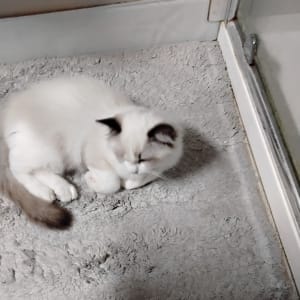 Picture of Cashmere