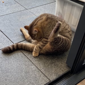 Picture of Miso