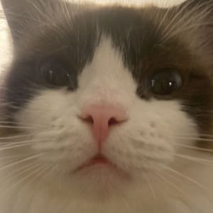Picture of Mocha