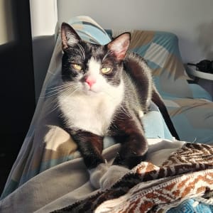 Picture of Sylvester