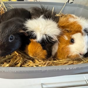 Picture of Flossy, Coco, Pixie