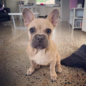 Picture of Lily
