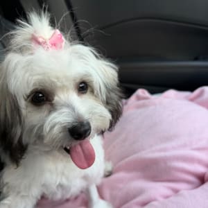 Picture of Missy