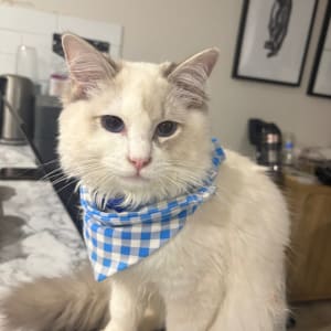 Picture of Kasper