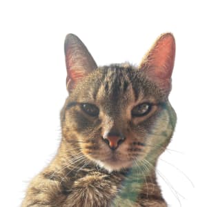 Picture of Hippie