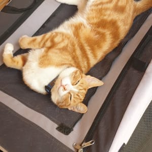 Picture of Percy