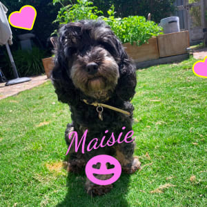 Picture of Maisie