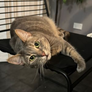 Picture of Cali