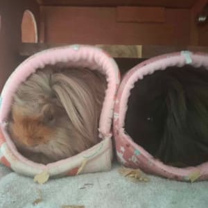 Picture of Lola & Ola