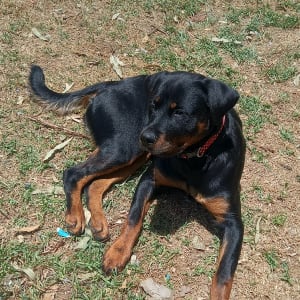 Picture of Kali