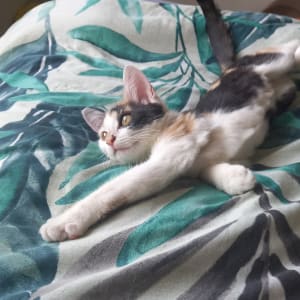 Picture of Xena