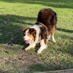 Picture of Brown