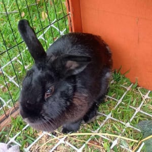 Picture of Onyx
