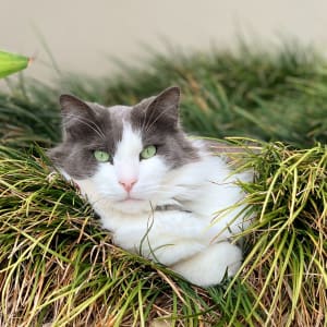Picture of Julius