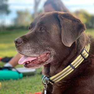 Picture of Willow