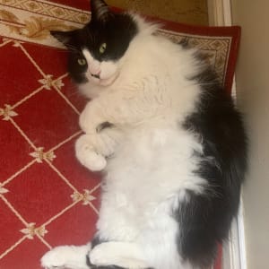 Picture of Kimba