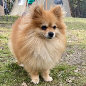 Picture of Pancake