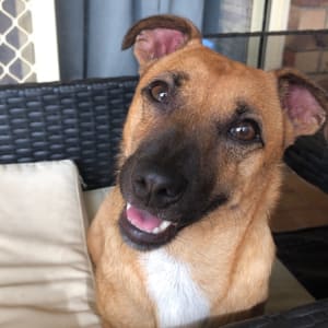 Picture of Henry