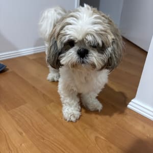 Picture of Leo