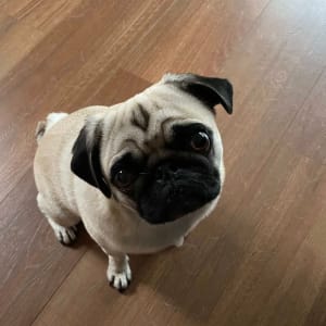 Picture of Marmalade