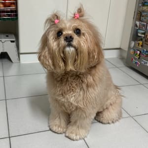 Picture of Bailey