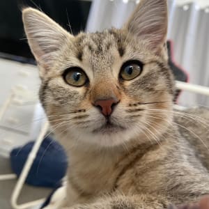 Picture of Harley