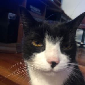 Picture of Midnight