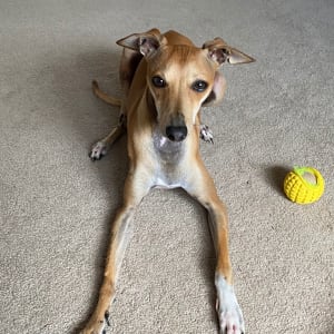 Picture of Ziggy