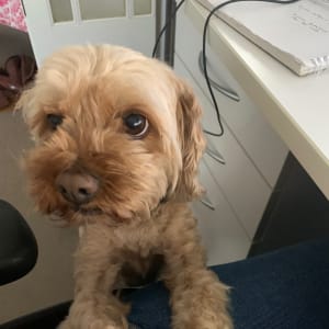Picture of Georgie